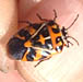 Halequin Bug
