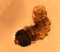 1st instar caterpillar