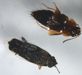 Rove beetle and Seed beetle