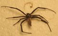 Black widow spider