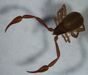 House pseudoscorpion