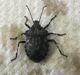 Brochymena stink bug