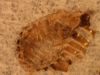 Carpet beetle larva