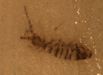 Springtail