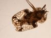 Lace bug