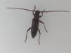 Longhorn beetle