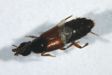 Rove beetle