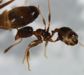 Pheidole sp.