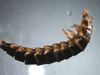 Gloworm Beetle larva