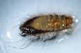 Larder Beetle larva