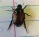 Japanese Beetle