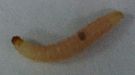 Indian meal moth larva