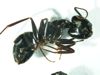 Camponotus pennsylvanicus