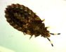 Aradus sp.