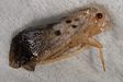 Citrus Flatid Planthopper