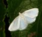 White Spring Moth