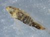 Leafhopper