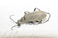 Blister beetle