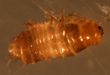 Dermestid Beetle larva