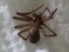 Brown Recluse Spider