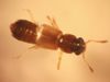 Bledius Rove Beetle