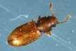 Foreign Grain Beetle