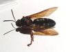 Cicada Killer Wasp