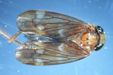 Grass Leafhopper