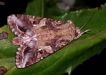 Armyworm moth