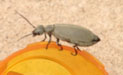 Ashgray Blister Beetle