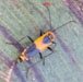 Colorado Soldier Beetle