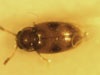 Sap beetle