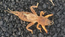 Mole cricket