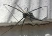 Southern Black Widow Spider