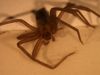 Brown Recluse Spider