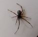 Southern Black Widow Spider