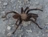 Brown Texas Tarantula