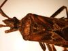 Western Conifer Seed Bug