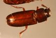 Red Flour Beetle