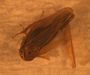 Leafhopper