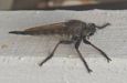 Robber Fly