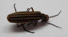 Striped Blister Beetle