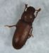 Red Flour Beetle