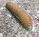 Luna Moth caterpillar