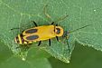 Goldenrod Soldier Beetle