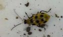 Spotted Cucumber Beetle