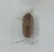 Woodlouse