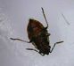 False Chinch Bug