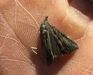 Green Cloverworm Moth