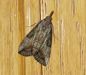 Green Cloverworm Moth